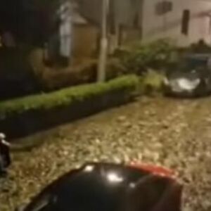 Zemunci ne mogu da veruju ko im šeta ulicama: "Ako je sretnete, izbegavajte kontakt očima" (VIDEO)