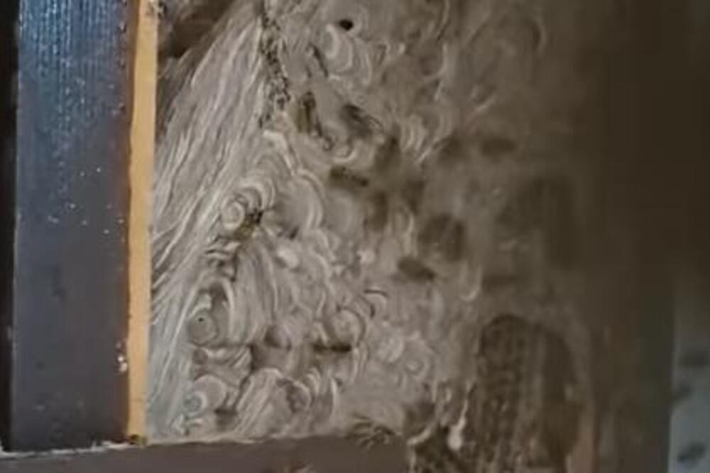 Vladica u prozoru kuće zatekao uznemirijući prizor: Da se čovek naježi! Nastala panika, evo šta je sada uhvatio