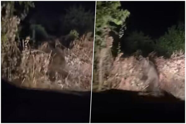 ZASTRAŠUJUĆ PRIZOR USRED NOĆI KOD ZLATIBORA! Vozač išao kroz šumu pa... NIJE ZA ONE SA SLABIM SRCEM (VIDEO)