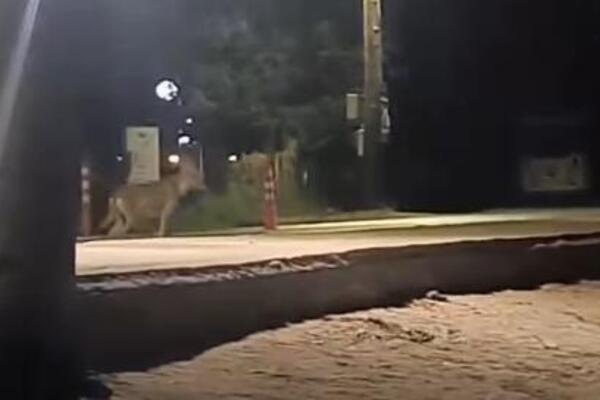 Opasna zver hara omiljenim letovalištem kod Srba, zabeleženi napadi na ljude! Pojavio se novi jeziv snimak! (VIDEO)