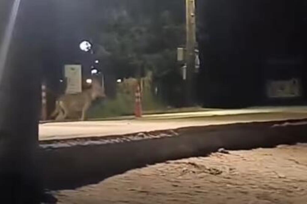 Opasna zver hara omiljenim letovalištem kod Srba, zabeleženi napadi na ljude! Pojavio se novi jeziv snimak! (VIDEO)