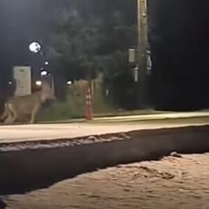 Opasna zver hara omiljenim letovalištem kod Srba, zabeleženi napadi na ljude! Pojavio se novi jeziv snimak! (VIDEO)