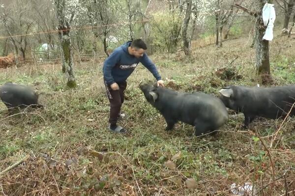 Ovo je mladi Vučič koji ne beži od teških poslova: Posle škole se vratio u rodno selo, uzgaja svinje i bere maline