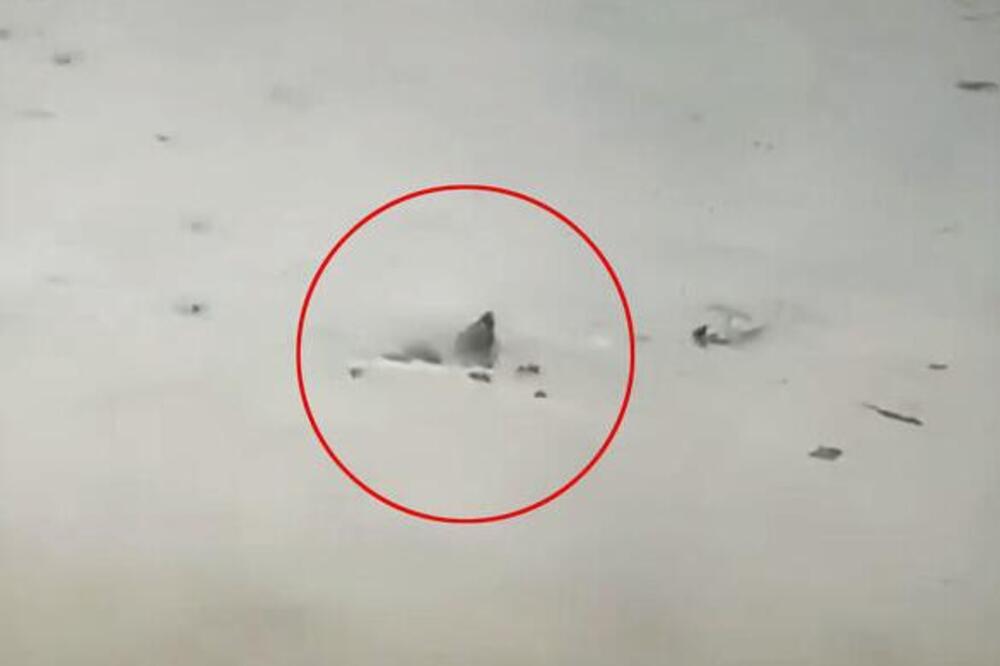 "O MOJ BOŽE, IDE OVAMO" Ajkula pliva ULICAMA GRADA, građani zanemeli od šokantnog prizora - DOŠLA DO PRILAZA KUĆE!