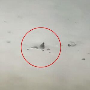 "O MOJ BOŽE, IDE OVAMO" Ajkula pliva ULICAMA GRADA, građani zanemeli od šokantnog prizora - DOŠLA DO PRILAZA KUĆE!