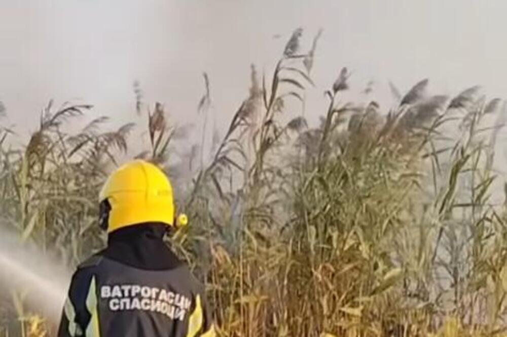 Buknuo požar kod Kovilja: Vatra progutala 5 hektara rastinja! (VIDEO)