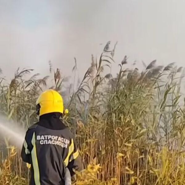 Buknuo požar kod Kovilja: Vatra progutala 5 hektara rastinja! (VIDEO)