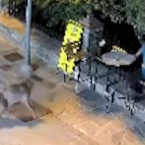 NIKAD VIĐENA OPASNA ZVER SE POJAVILA U SRPSKOM LETOVALIŠTU: Ušunjala se među kuće i prišla čoveku! (VIDEO)