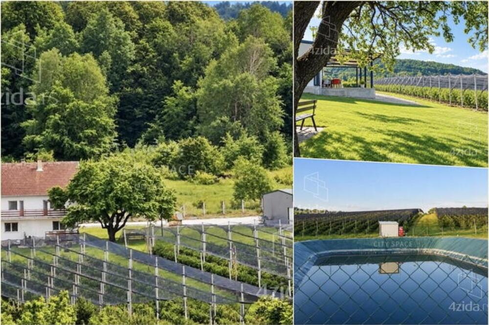 Na 40 minuta vožnje od Beograda prodaje se plantaža malina i borovnica: Razrađen biznis na 7 hektara i hladnjače