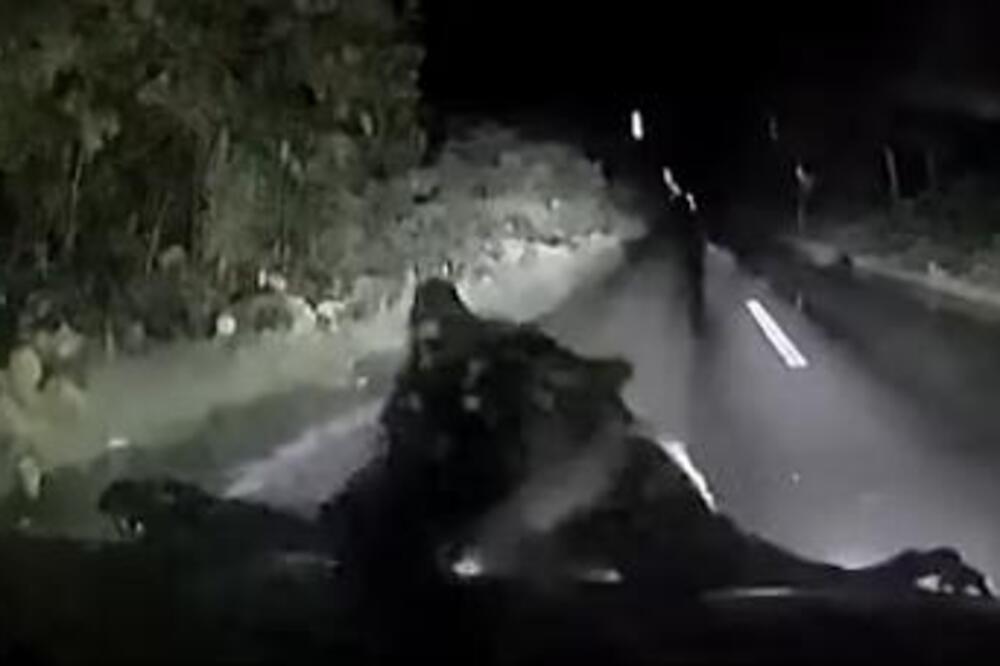 (VIDEO) ZASTRAŠUJUĆE! Krvoločna ZVER ODJEDNOM ISKOČILA IZ MRAKA: Stala na zadnje šape i ZAKUCALA SE U KOLA! HOROR!