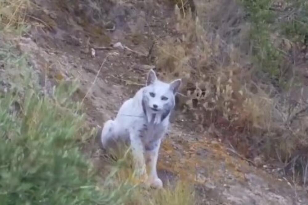PO PRVI PUT SNIMNJEN "BELI DUH", ŽIVOTINJA KOJU NIKO NIKAD NIJE VIDEO: Do juče je bila samo MIT, evo kakva je! FOTO