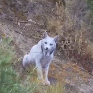 PO PRVI PUT SNIMNJEN "BELI DUH", ŽIVOTINJA KOJU NIKO NIKAD NIJE VIDEO: Do juče je bila samo MIT, evo kakva je! FOTO