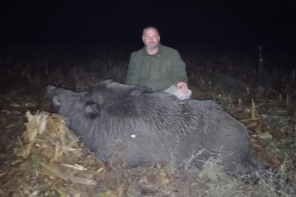 Ulovio grdosiju od skoro 300 kilograma: Dejan nanišanio jednog od najvećih veprova u Srbiji sa 130 metara! FOTO
