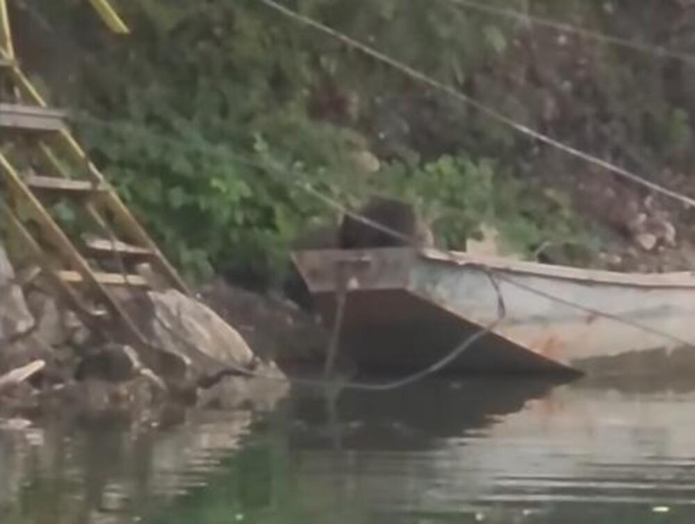 Snimak sa Perućca koji će vas raznežiti i nasmejati do suza: Pogledajte samo šta rade ovi medvedići (VIDEO)
