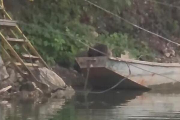 Snimak sa Perućca koji će vas raznežiti i nasmejati do suza: Pogledajte samo šta rade ovi medvedići (VIDEO)
