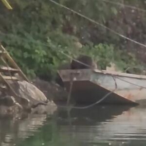Snimak sa Perućca koji će vas raznežiti i nasmejati do suza: Pogledajte samo šta rade ovi medvedići (VIDEO)