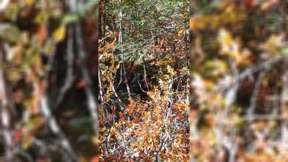 "ČULI SMO ŠUŠKANJE, PRIŠAO SAM I..." Uznemirujući prizor sa srpske planine, meštani bili oči u oči sa opasnom zveri