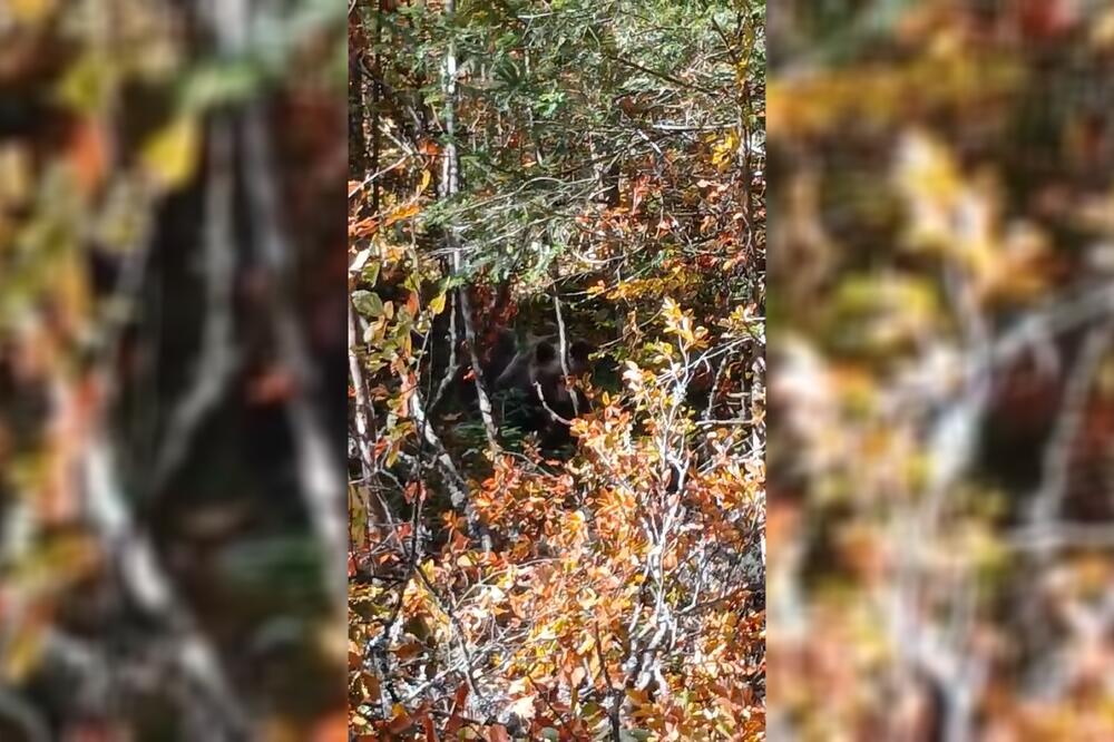 "ČULI SMO ŠUŠKANJE, PRIŠAO SAM I..." Uznemirujući prizor sa srpske planine, meštani bili oči u oči sa opasnom zveri