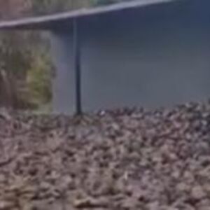Totalni haos na ovom putu: Šleper se prevrnuo, šećerna repa po celom kolovozu! Skroz obustavljen saobraćaj (FOTO)