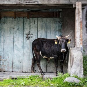 Bik napao devetogodišnjeg dečaka dok se vraćao iz škole! Izgubio svest od siline udarca, užas u Kotoru