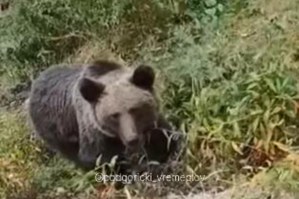 MILICA IZ BEOGRADA NALETELA NA MEDVEDA, USLEDILA SCENA ZA INFARKT! Stali da ga vide, a on odjednom...