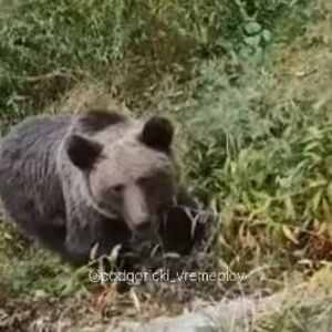 MILICA IZ BEOGRADA NALETELA NA MEDVEDA, USLEDILA SCENA ZA INFARKT! Stali da ga vide, a on odjednom...