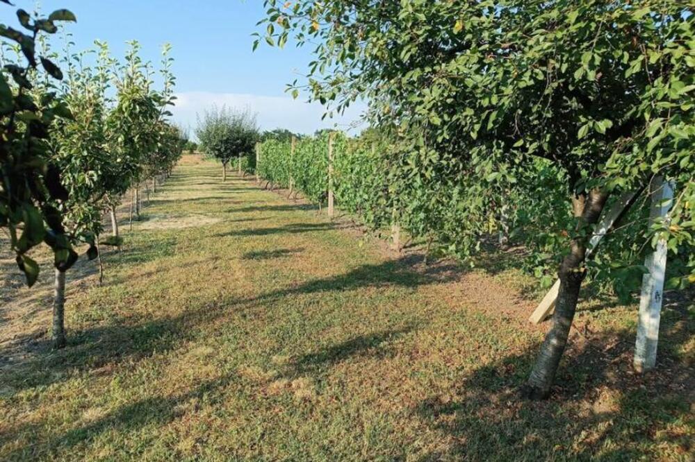 Plac od 30 ari kod Pančeva se prodaje po ceni polovnog auta: Blizu Beograda, a zasađene šljive i vinova loza (FOTO)