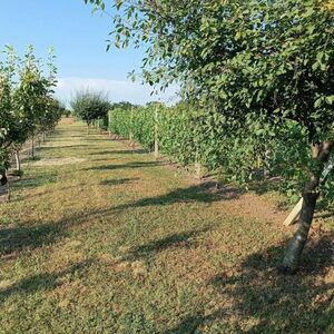 Plac od 30 ari kod Pančeva se prodaje po ceni polovnog auta: Blizu Beograda, a zasađene šljive i vinova loza (FOTO)