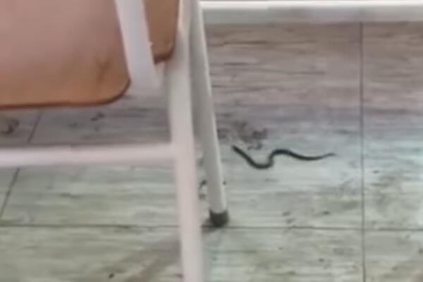Zmija puzi učionicom dok deca vrište: Pogledajte jeziv snimak iz Bijelog Polja! (VIDEO)