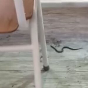 Zmija puzi učionicom dok deca vrište: Pogledajte jeziv snimak iz Bijelog Polja! (VIDEO)