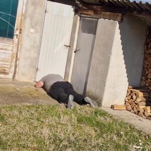 ŠOK U SELU KOD VRANJA! Ono što su zatekli u dvorištu PARALISALO IH OD STRAHA: "Vlasnici je bilo teško to da gleda" Veruju da je BIO OVDE 5 GODINA (VIDEO)