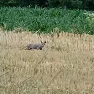 MISTERIOZNI STVOR SNIMLJEN U MAČVI, LJUDI U ŠOKU GLEDAJU Svima se diže KOSA NA GLAVI, pitaju se šta je: Postoje 2 teorije, NE ZNA SE KOJA JE JEZIVIJA (VIDEO)