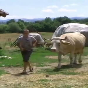 OVAKO SE OŽENIO MALI MILIJA ZBOG KOG JE SRBIJA PLAKALA: Sam muzao, sam kosio, kopao, preživljavao od jedne kravice i malo mleka, a danas je svoj čovek! (VIDEO)