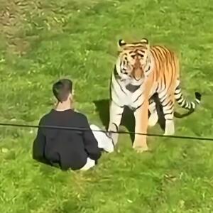 MUŠKARAC SE ČUDNO PONAŠAO PRE SKOKA U KAVEZ SMRTI: Svi su pokušavali da ga odvrate od lude namere, puškama su terali razjarenu zver, ali džaba! (VIDEO)